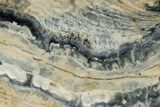 Mammoth Molar Slice With Case - South Carolina #349994-2